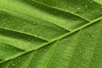 Green leaf with rain drops closed up