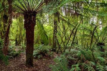 Trail to Beauchamp Falls, Great Otway National Park, Victoria, Australia