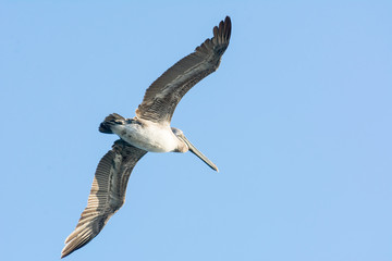 Close up of Pelican Bird Flying with Open Wings
