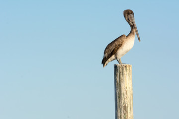 Close up of Pelican Bird Waiting on a Stilt