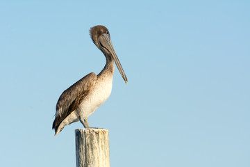 Close up of Pelican Bird Waiting on a Stilt