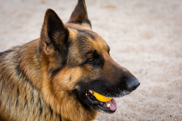 Happy german shepherd in the meadow playing with a yellow ball. Portrait of young happy german shepherd dog in the field