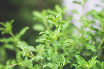  Basil, green leaves, spices, yes, for stir-fry, cook plants in nature