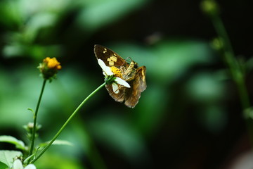 Butterfly, found in sikkim, yellow, summer 
