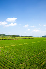 Fototapeta na wymiar rice paddy in Sangju-si, South Korea.