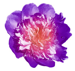 Peony flower purple on a white isolated background with clipping path. Nature. Closeup no shadows. Garden flower.