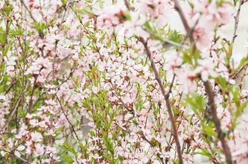 Cherry bushes blooming with pink flowers...
