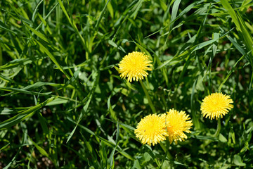 Bright yellow dandelions on a green lawn close up