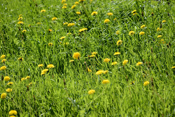 Lawn covered with lots of bright dandelions on a bright sunny day