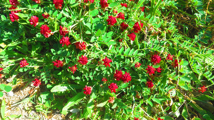 Flowering weed in Andalusian countryside