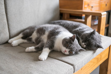 Two british shorthair cats sleeping on the couch