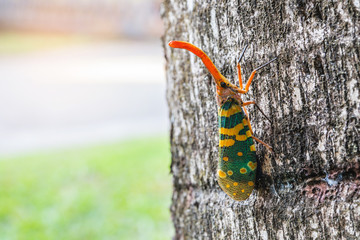 The fulgorid bug (Planthopper)  on the bark.