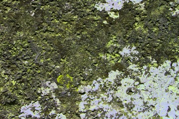 old striped lichen on rock texture - wonderful abstract photo background