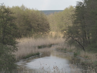 Landscape in the forest in the afternoon.Road.Trees.Grass