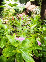 flowers in the garden
