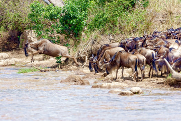 Naklejka na ściany i meble Crossing. Kenya. National park. The wildebeest and the zebras cr