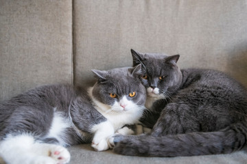 Two british shorthair cats sleeping on the couch