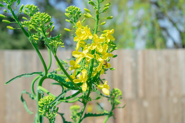 Kale biennial plant bolting (i.e. going to seed) in the spring. Image shows a bee pollinating the yellow kale flowers in a home garden, to practice seed saving.