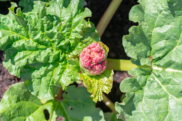 The seed pod of a rhubarb plant about to flower. A rhubarb plant is bolting, signifying the end of...