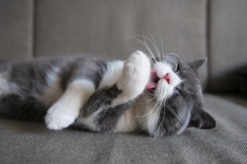 Cute british shorthair sleeping on the couch