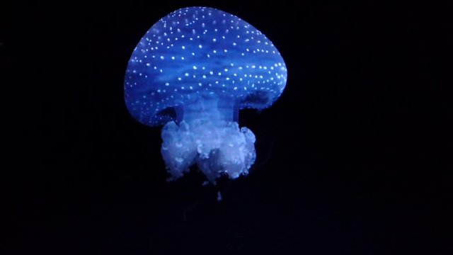 jellyfish in the blue ocean