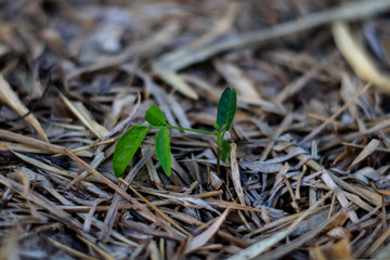 A small tree photo with a dry straw covered around to preserve moisture.