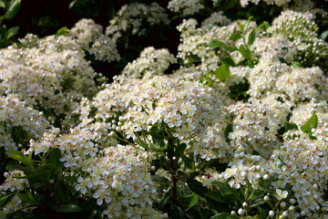 Flowering wild hawthorn (Crataegus) in spring