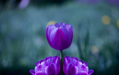 purple tulip on natural blurred background. delicate tulip flower with petals and bright green leaves on dark background.