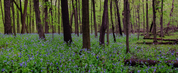 644-01 Bluebell Forest Panoramic