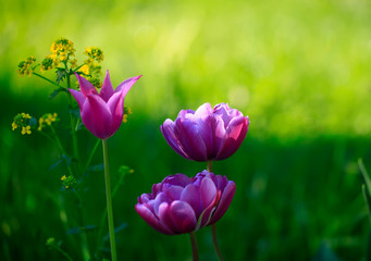 purple tulip on natural blurred background. delicate tulip flower with petals and bright green leaves on dark background.