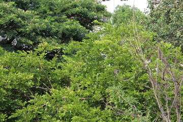 Dense Forest - Green Leafs