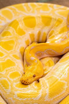 Golden Python in zoo