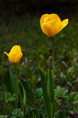 Two yellow tulips on a background of green grass