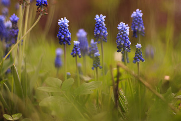 Beautiful delicate purple grape hyacinth flowers on green grass background