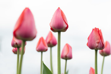 Drops on pale pink tulips on white background.