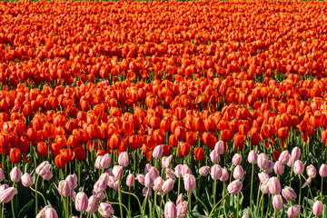 Fototapeta premium big field of tulips on flower festival in british columbia canada.