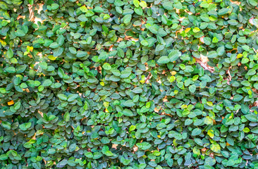 Fresh green ivy climb and cover on brick wall.