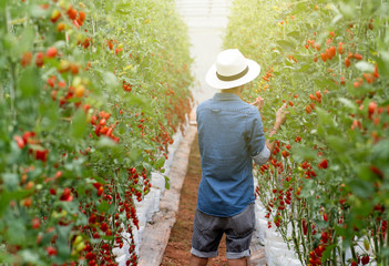 Fototapeta na wymiar young man in tomatoes greenhouse farm