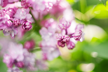 Naklejka na ściany i meble closeup lilac flower. picture with soft focus and space for text. natural sring summer background.