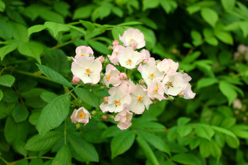 Rosehip flowers on a background of green leaves