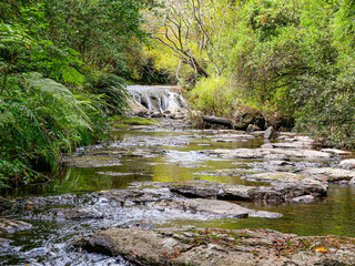 scenic Kaituna River, Rotorua  in the tropical forest in New Zealand