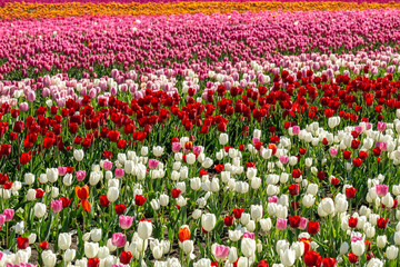 big field of tulips on flower festival in british columbia canada.