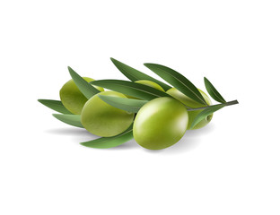 Green olive branch isolated on white background as package design composition