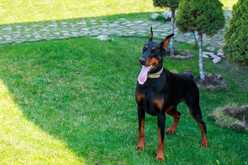 dog breed Doberman Pinscher