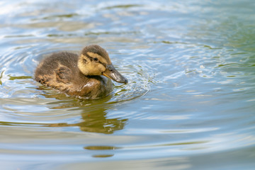 süsses entenküken schwimmt auf einem see