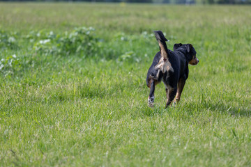 a appenzeller mountain dog running on the grass.