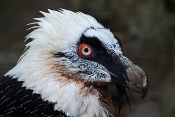 Bearded Vulture (Gypaetus barbatus) is a large predator of the Goshawk family, the only representative of the genus Gypaetus. Head portrait.