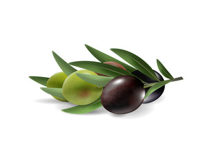 Vector realistic illustration of olives branch isolated on white background. 3d