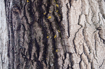 the texture of the bark of a coniferous tree