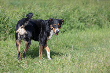 Appenzeller Sennenhund. The dog is standing in the park in spring. Portrait of a Appenzeller Mountain Dog